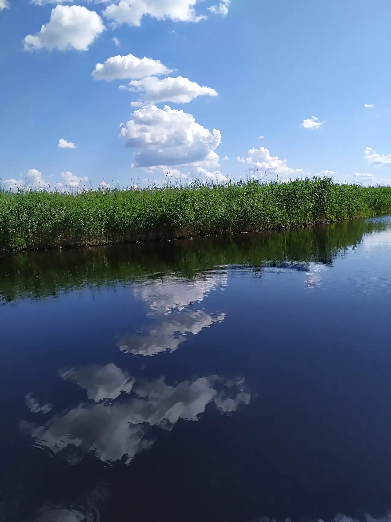 Очеретяний берег і відбиття хмар у воді Дейманівського заказника