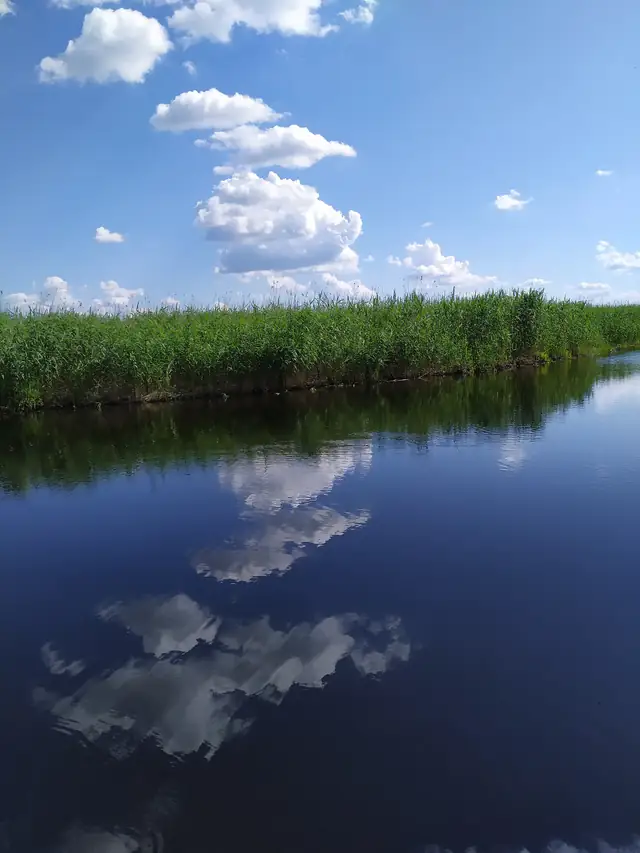Очеретяний берег і відбиття хмар у воді Дейманівського заказника