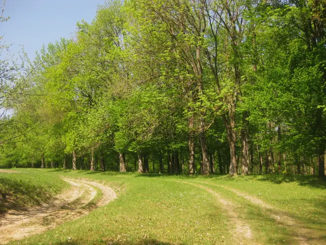 Весняний листяний ліс і роздвоєна ґрунтова колія в Довжоцькому заказнику