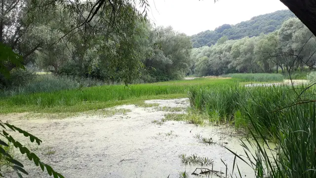 Водно-болотне урочище Королівка з очеретом і лісистими схилами у Галицькому національному природному парку