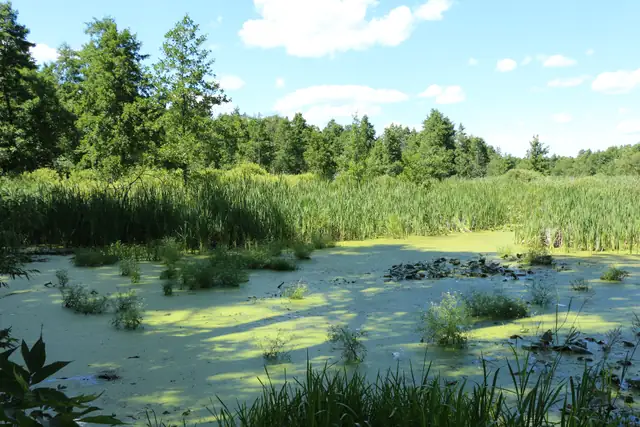 Водойма під суцільним покривом ряски серед очеретів і листяного лісу Ічнянського національного природного парку