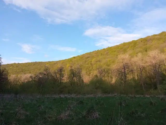 Весняний заліснений схил Іванковецького заказника над темною лукою
