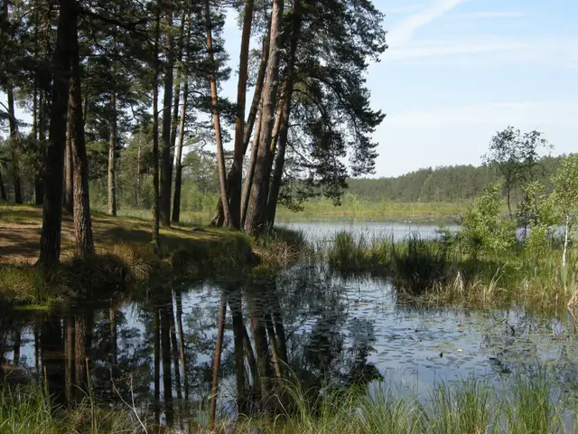 Сосновий ліс, заболочений берег і відкрита вода озера Святого в Національному парку «Мале Полісся»