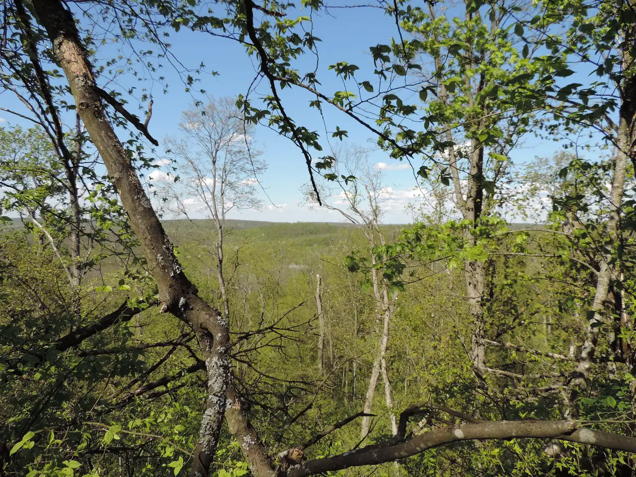 Суцільний листяний ліс на товтрі Бохіт у природному заповіднику «Медобори»