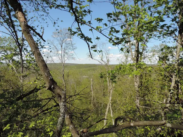 Суцільний листяний ліс на товтрі Бохіт у природному заповіднику «Медобори»