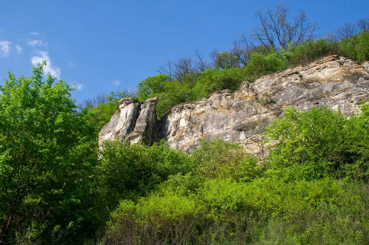 Вапнякова стінка Нігинської товтри над густими зеленими кущами