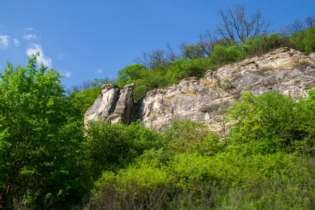 Вапнякова стінка Нігинської товтри над густими зеленими кущами