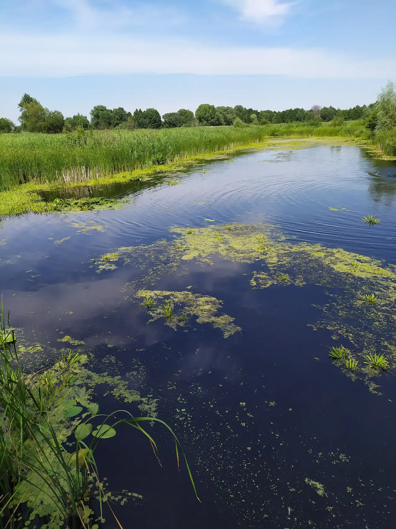 Водне русло з очеретом і плаваючою рослинністю біля острова Масальського