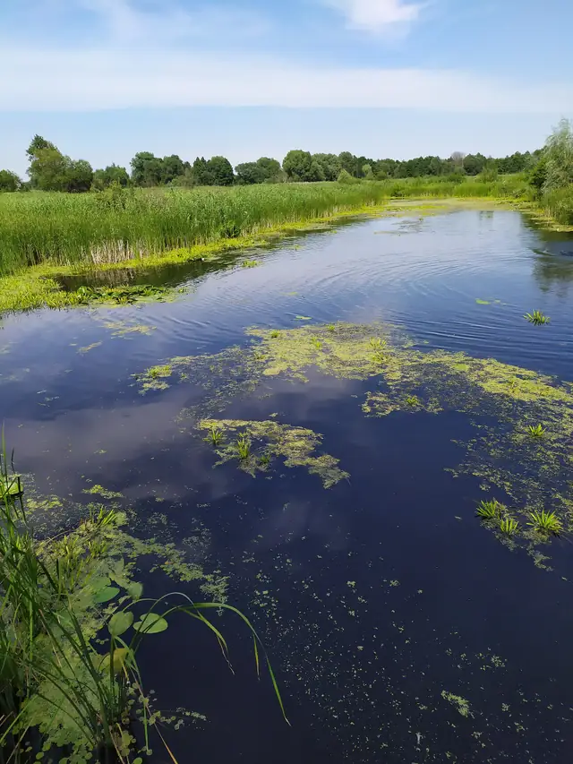 Водне русло з очеретом і плаваючою рослинністю біля острова Масальського