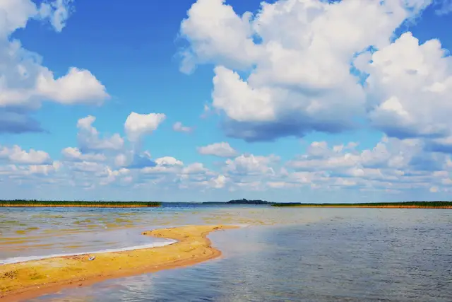 Прозора вода озера Світязь на тлі соснового лісу