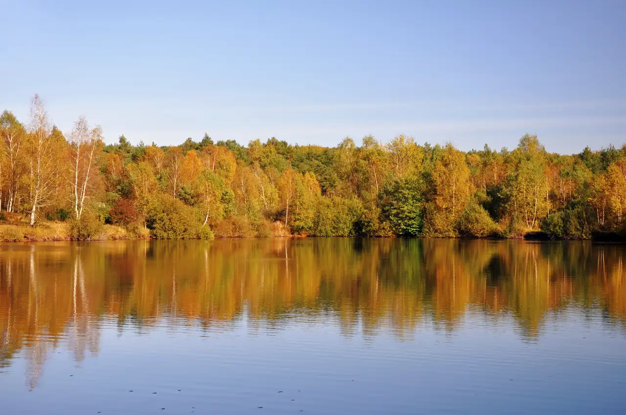 Осінній ліс і спокійна водойма в Яворівському національному природному парку
